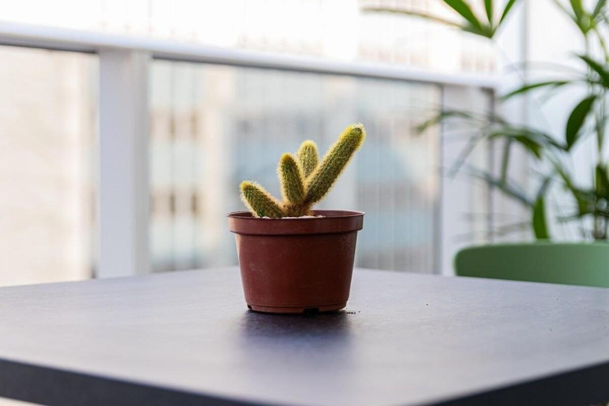 Novo E Flor Do Mandacaru Studio Na Luz/Piscina São Paulo Exteriér fotografie